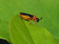 Sterictiphora