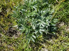 Potentilla effusa