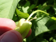 Graptostethus servus