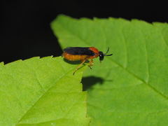 Sterictiphora