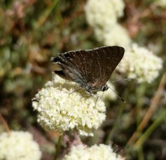 Satyrium tetra