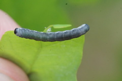 Craterocercus fraternalis