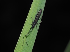 Theophilea subcylindricollis