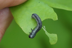 Craterocercus fraternalis