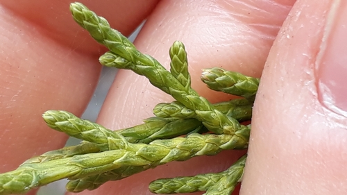 Image of Juniperus canariensis by (c) Alessia Guggisberg, some rights reserved (CC BY)
