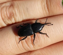 Scyphophorus yuccae