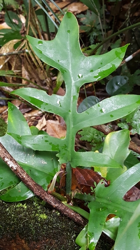 Philodendron distantilobum, photograph 3