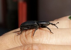 Scyphophorus yuccae