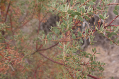 Acacia dictyocarpa