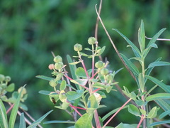 Euphorbia palustris