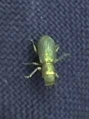 Pandeleteinus submetallicus