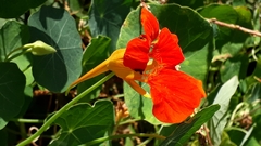 Tropaeolum majus image