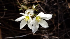 Gentianella stellata