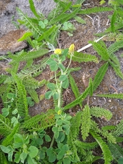Medicago lupulina