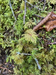 Hylocomium splendens image