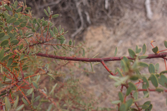 Acacia dictyocarpa