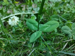 Trifolium repens