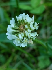 Trifolium repens