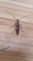 Eurysthea cribripennis