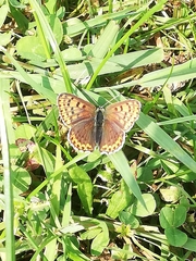 Lycaena tityrus