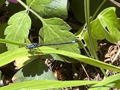 Zoniagrion exclamationis