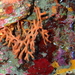 Mediterranean Antler Coral - Photo (c) Frédéric ANDRE, some rights reserved (CC BY-NC), uploaded by Frédéric ANDRE