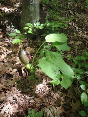 Arum elongatum