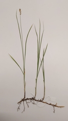 Carex siccata