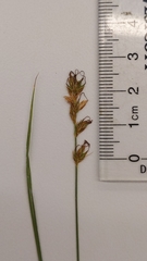 Carex siccata