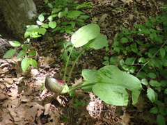 Arum elongatum