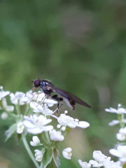 Sphegina