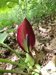 Arum elongatum