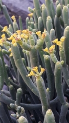 Euphorbia aphylla