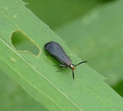 Dichomeris nonstrigella