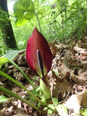 Arum elongatum