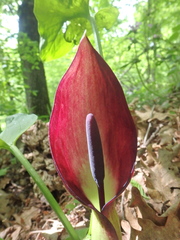 Arum elongatum