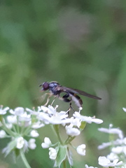 Sphegina