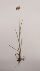 Juncus longistylis