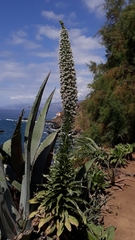 Echium simplex