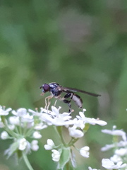 Sphegina