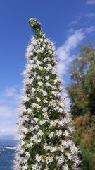 Echium simplex