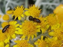 Divales bipustulatus