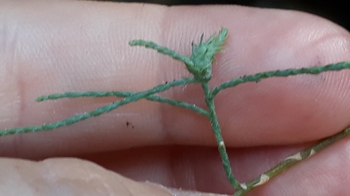 Image of Tamarix canariensis by (c) Alessia Guggisberg, some rights reserved (CC BY)