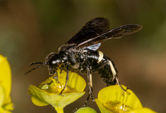 Tenthredo bifasciata