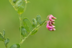 Lathyrus niger