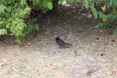 Turdus merula