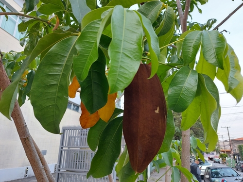 provision tree