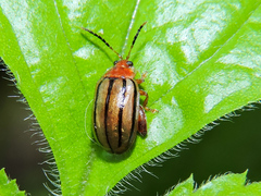 Kuschelina tenuilineata