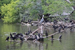 Phalacrocorax carbo