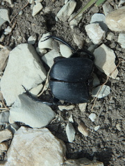 Scarabaeus sacer